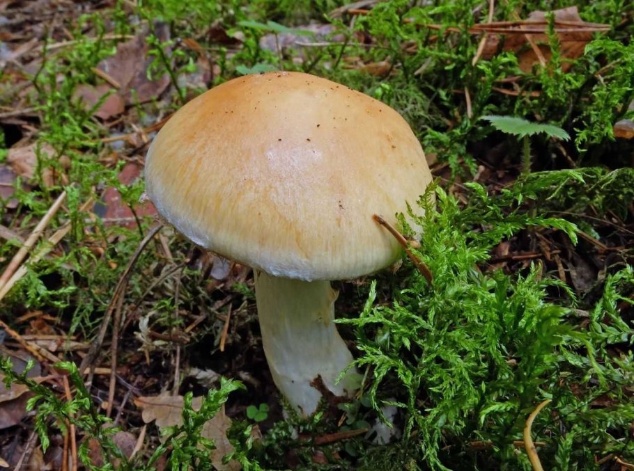 Курник зонтик гриб