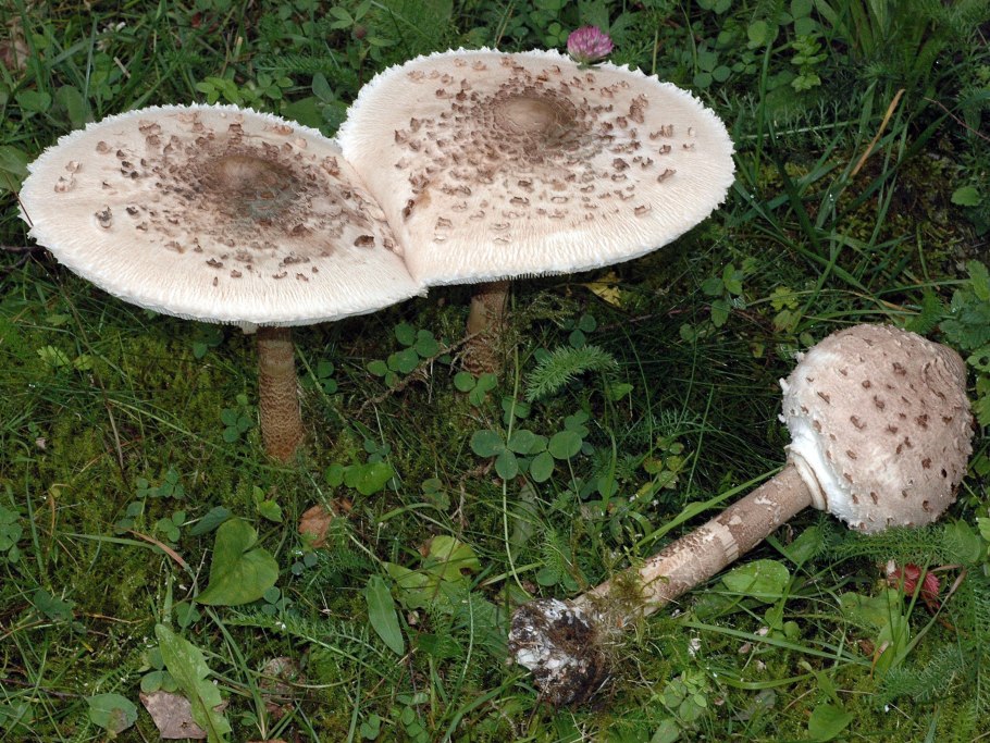 Russula aeruginascens