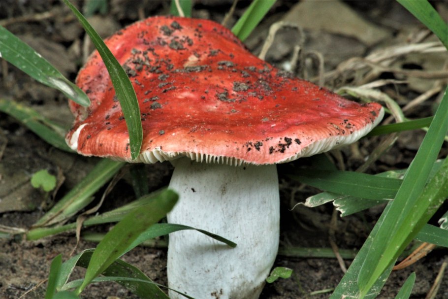 Сыроежка розовая Russula rosea