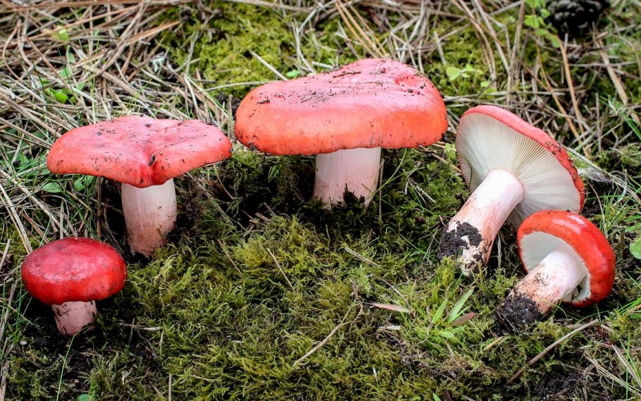 Сыроежка кроваво-красная (Russula sanguinea)