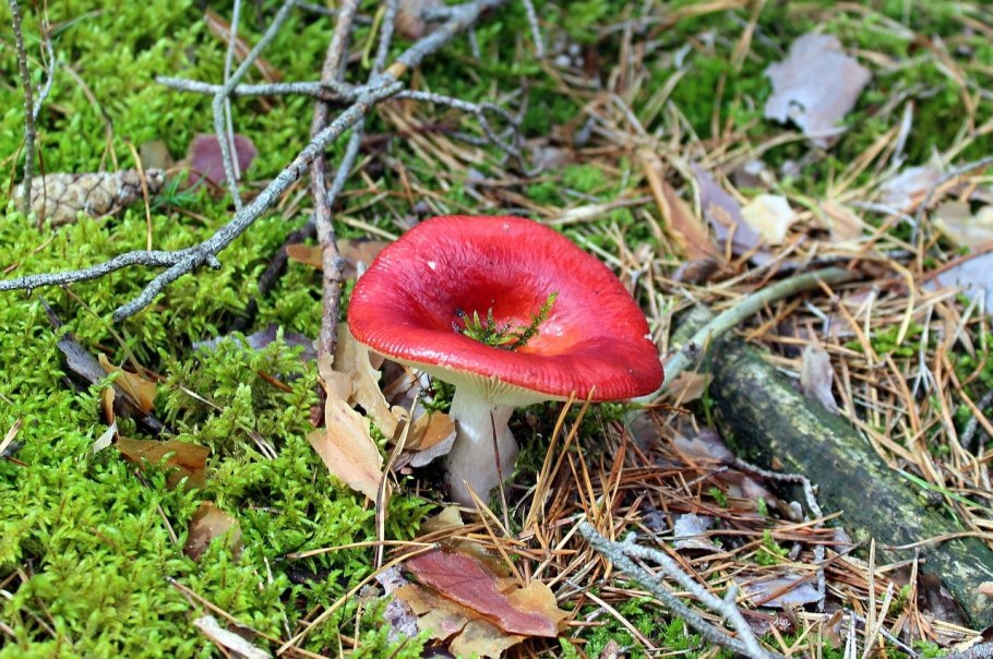 Сыроежка Болотная Russula paludosa