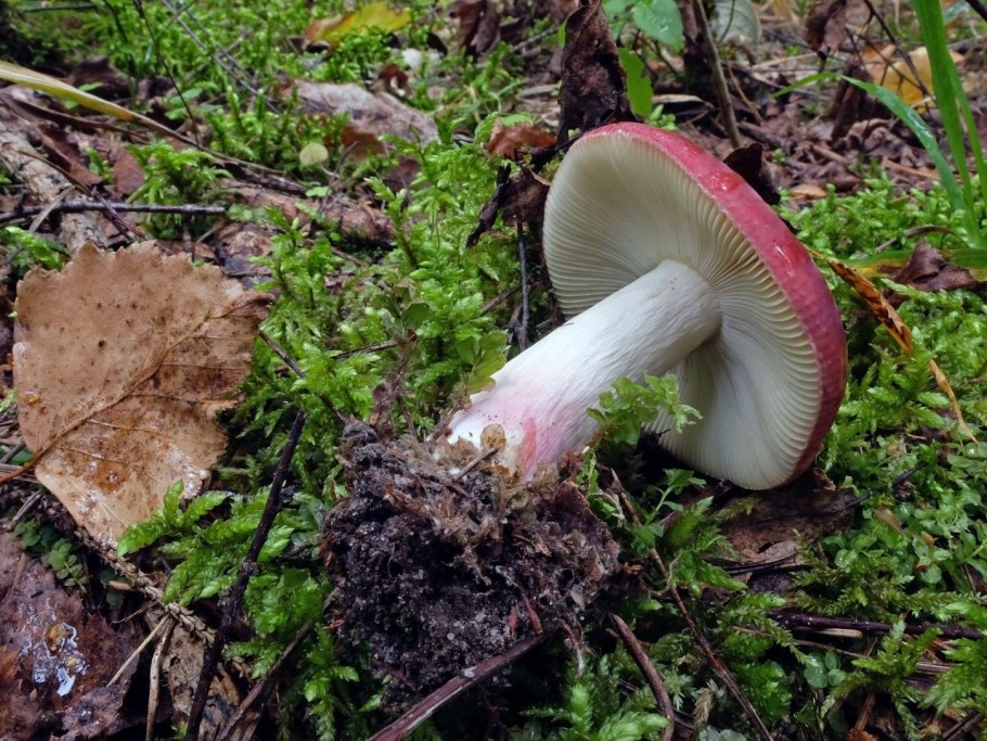 Сыроежка золотистая Russula aurata