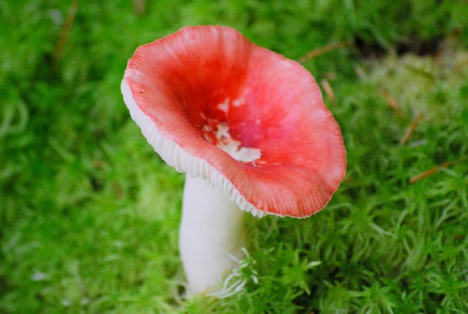Сыроежка кроваво-красная (Russula sanguinea)