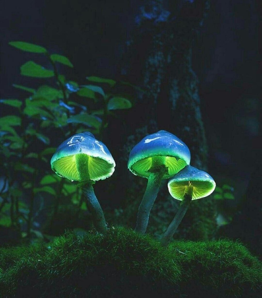 Хлорофос Mycena