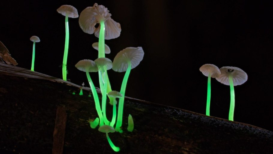 Mycena LUXAETERNA