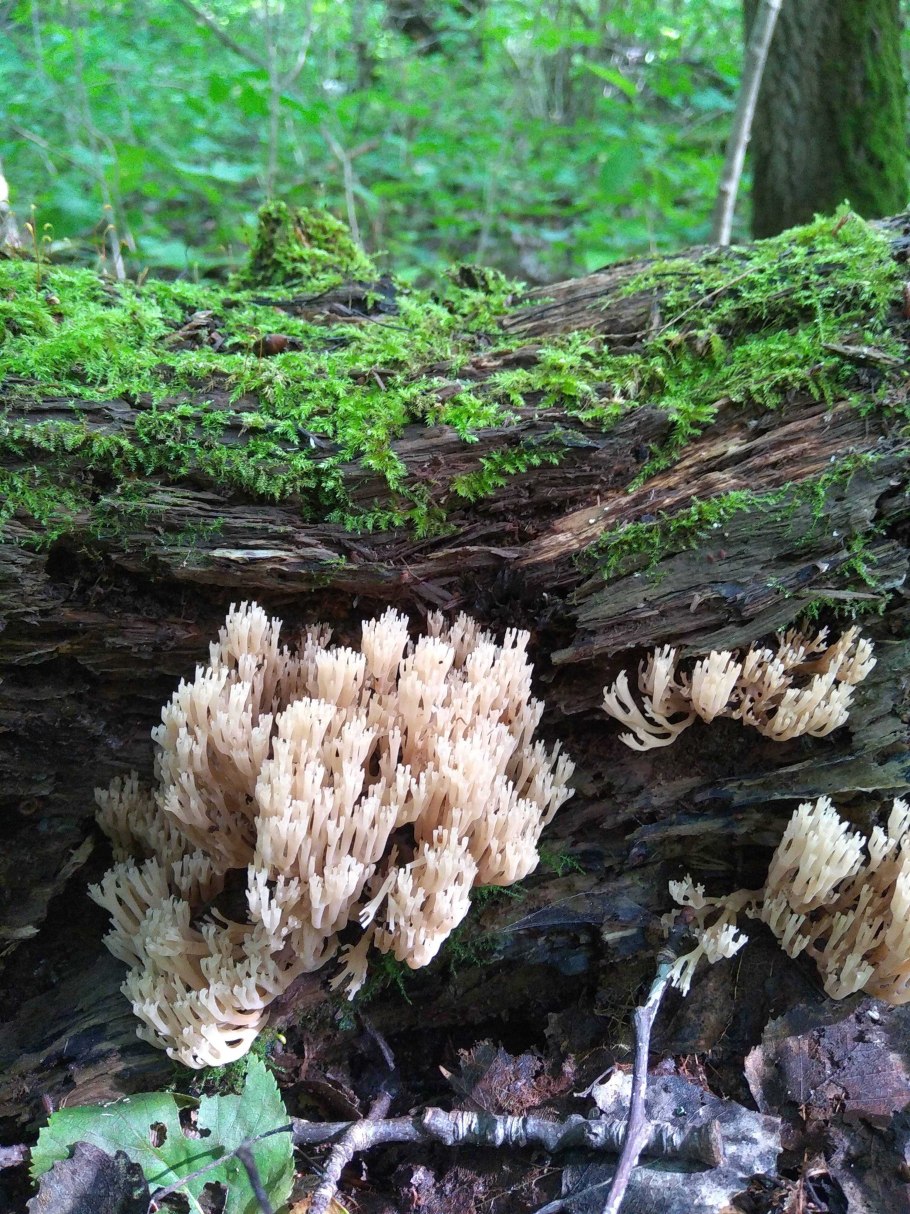 Omphalotus Nidiformis