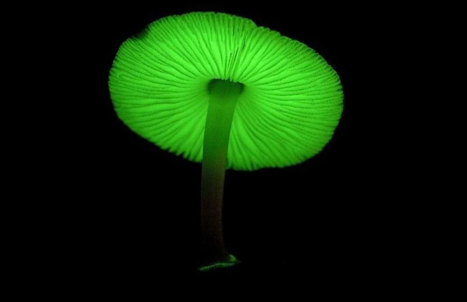 Физиспоринус просвечивающий