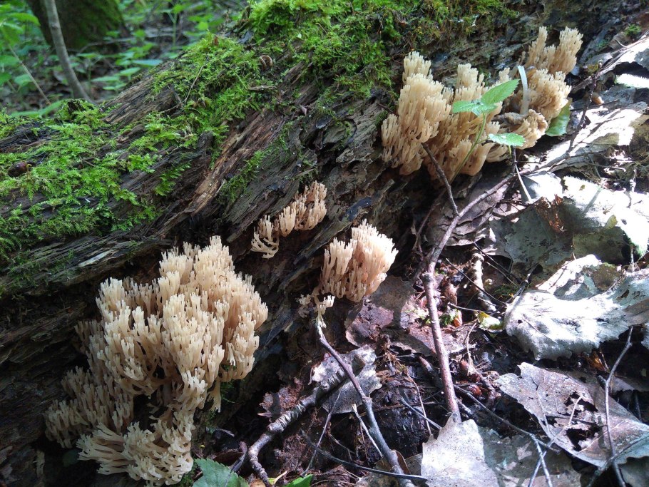 Болотные гнилушки