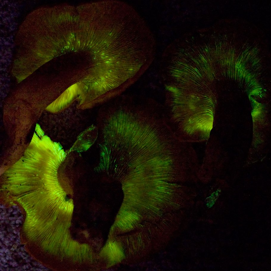 Приморский край грибы трутовики