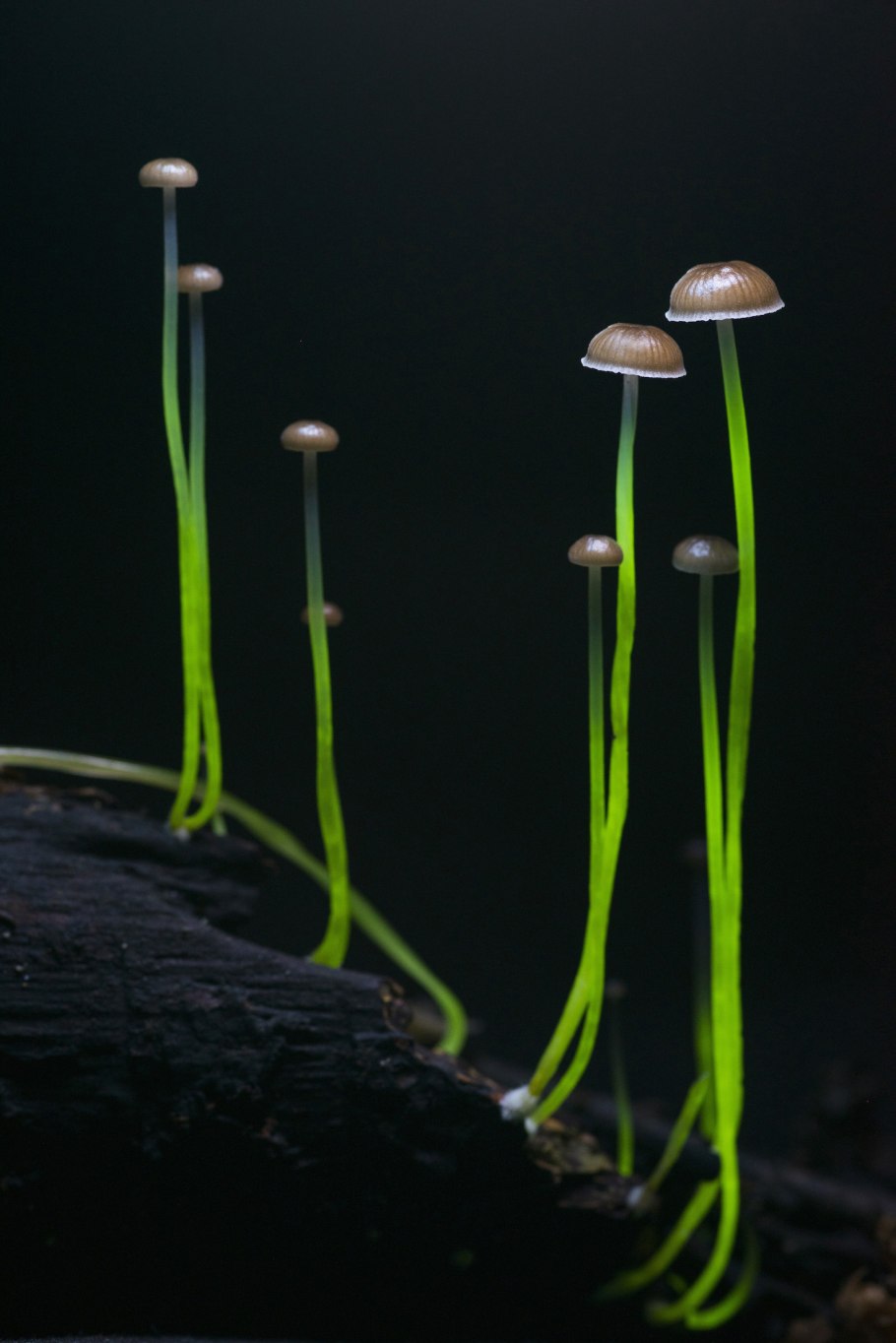 Mycena silvaelucens