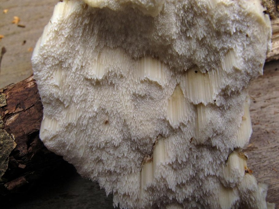 Мицена хлорофос гриб