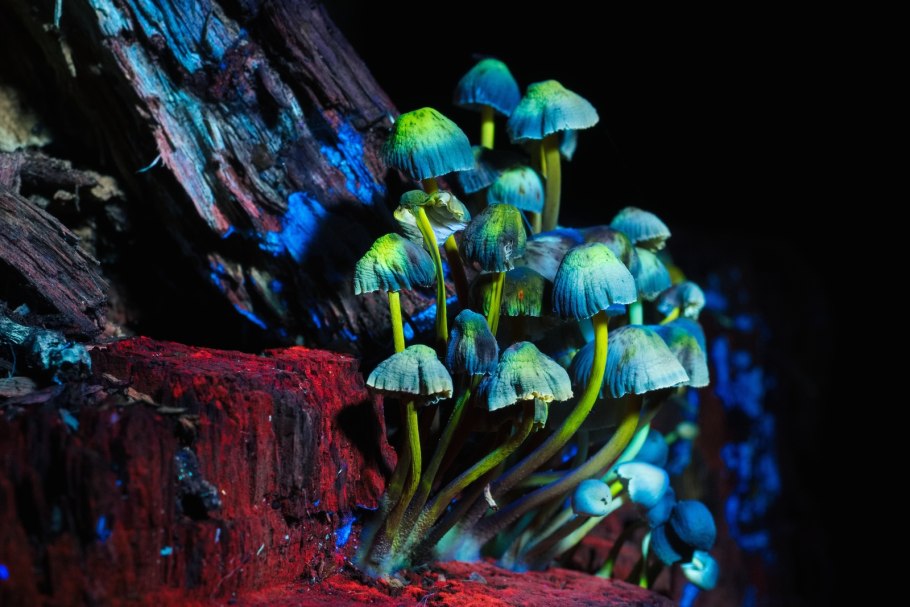 Грибы гнилушки