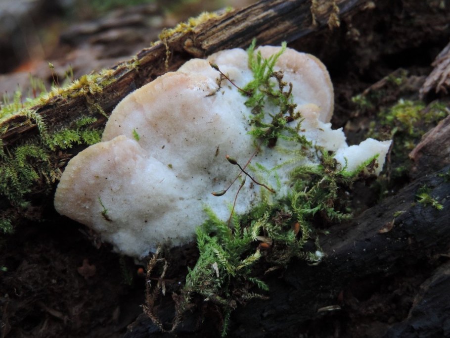 Светящийся гриб Омфалотус