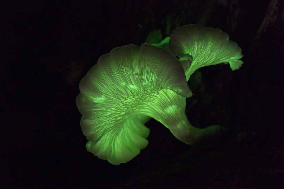 Мицена хлорофос