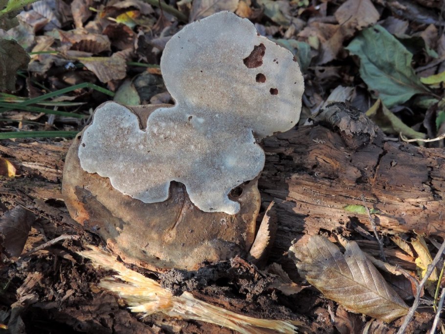 Болотные гнилушки
