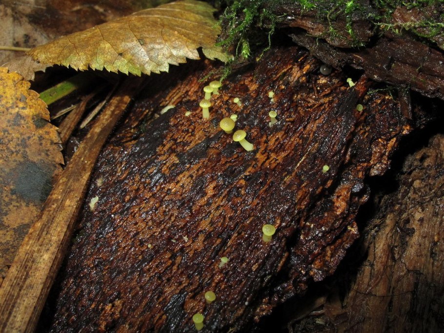 Осиновые гнилушки