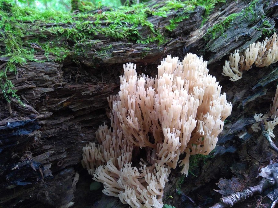 Гнилушки пень