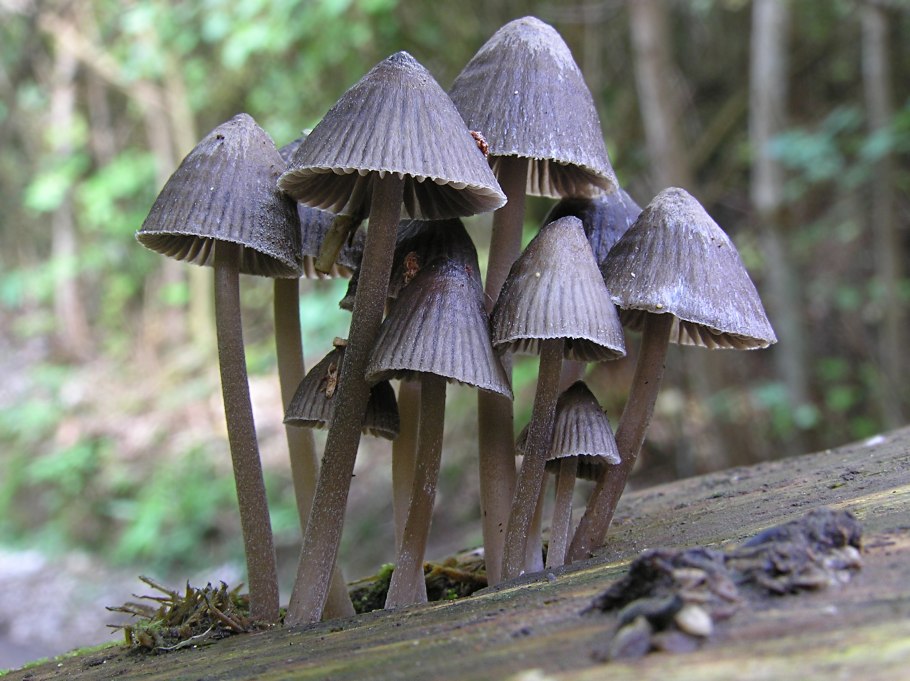 Physisporinus vitreus