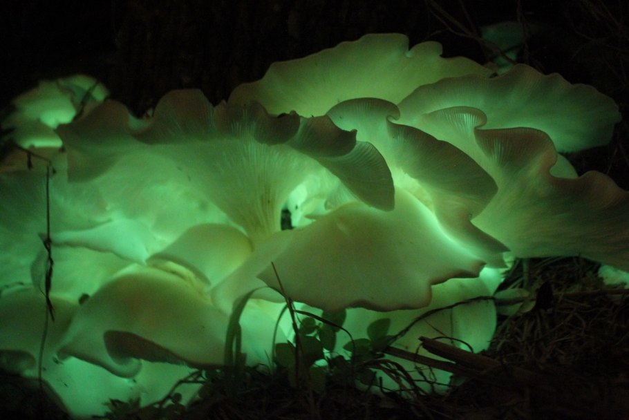 Мицена хлорофос гриб