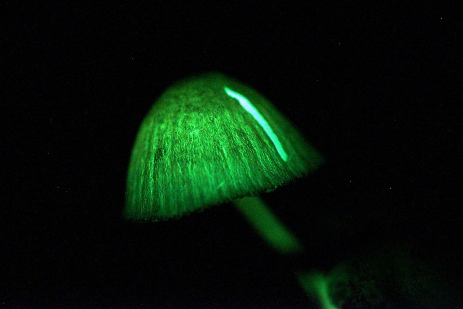 Клавикорона крыночковидная