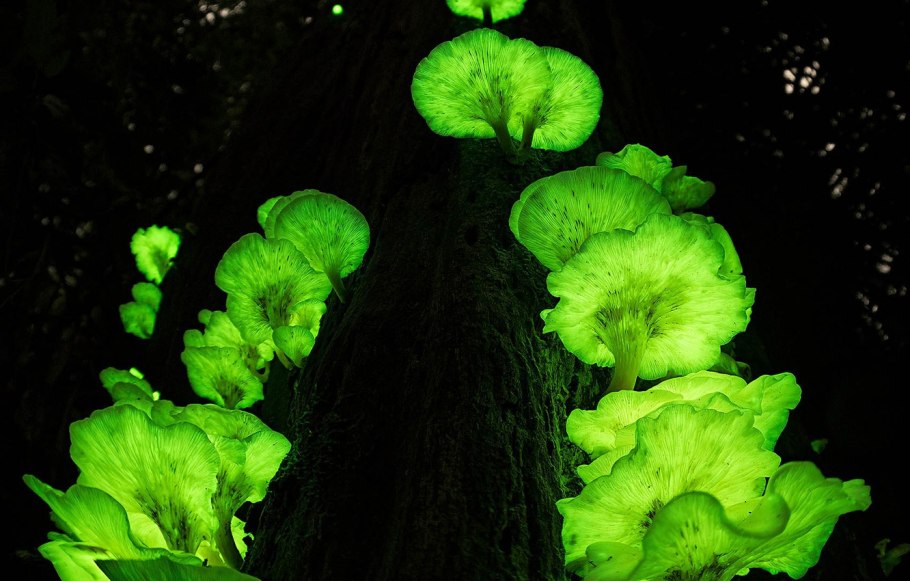 Болотные гнилушки