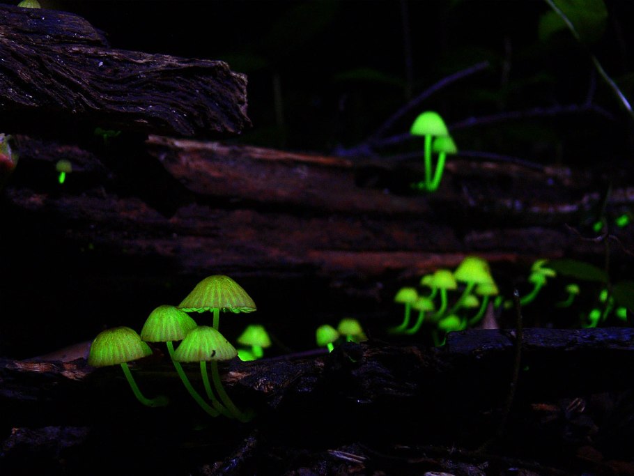 Гриб Panellus stipticus.