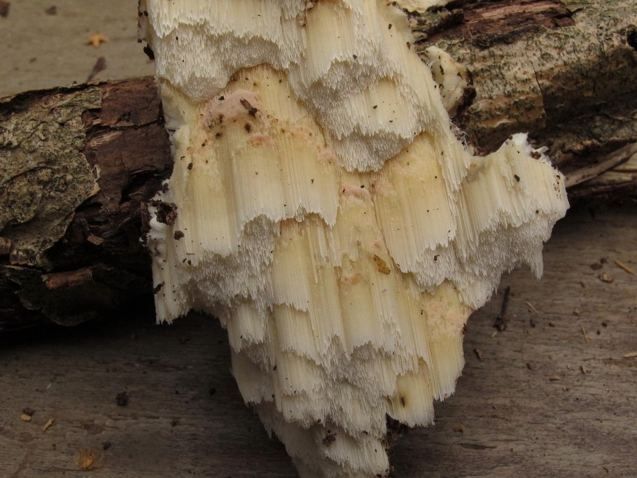 Mycena albidolilacea