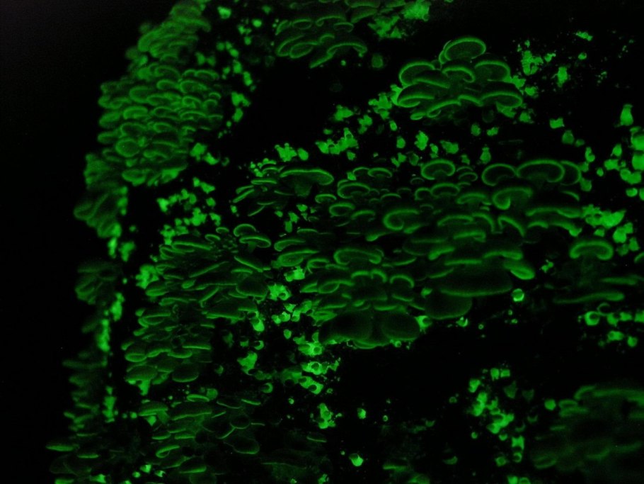 Светящиеся Mycena chlorophos