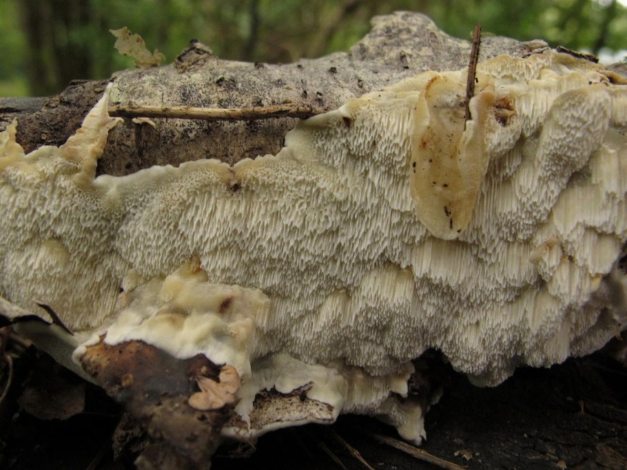 Omphalotus Nidiformis