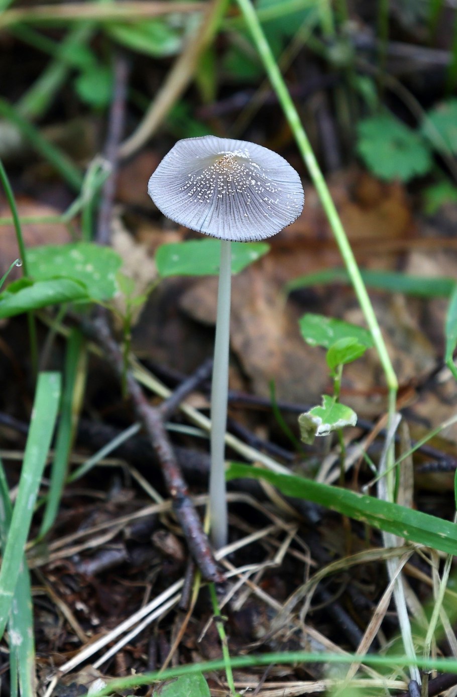 Навозник обыкновенный coprinopsis cinerea