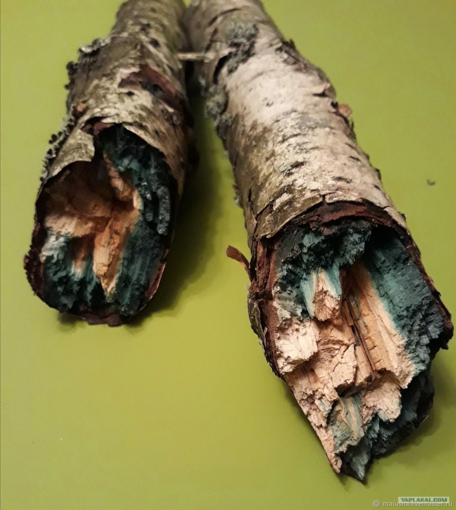 Фосфорицирующие грибы в Австралии