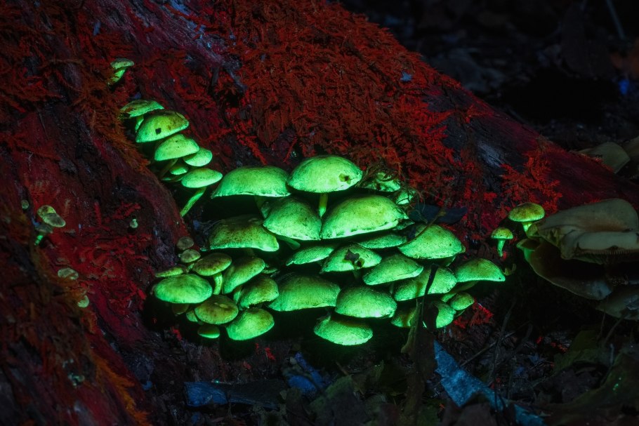 Светящиеся грибы