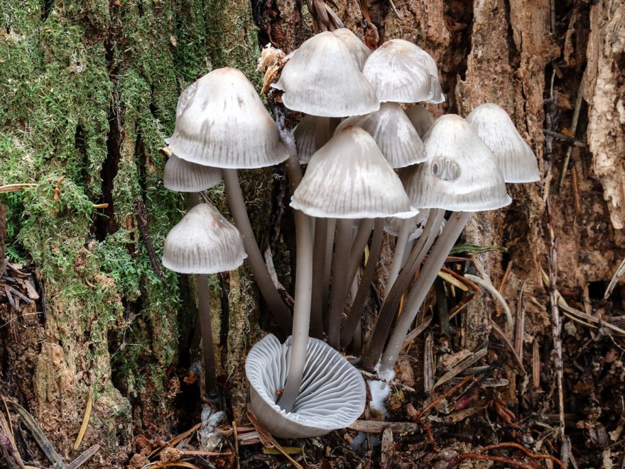 Призрачный гриб (Omphalotus Nidiformis)