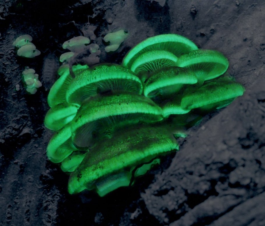 Биолюминесцентные грибы Мицена