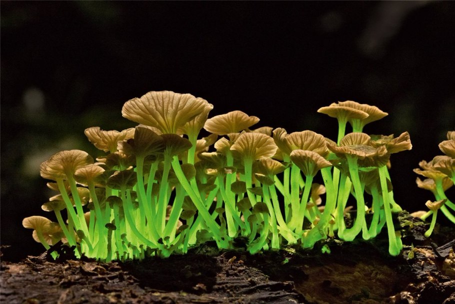 Mycena LUXAETERNA