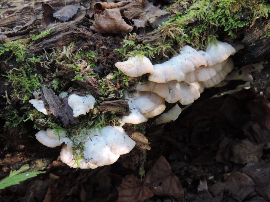 Светящийся пень гнилушка