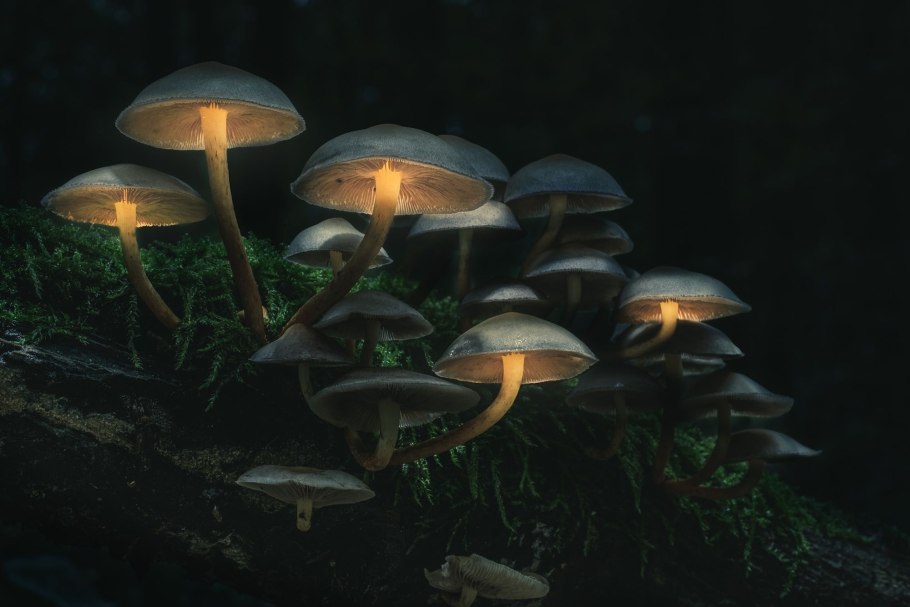 Флебия дрожащая - Phlebia tremellosa.