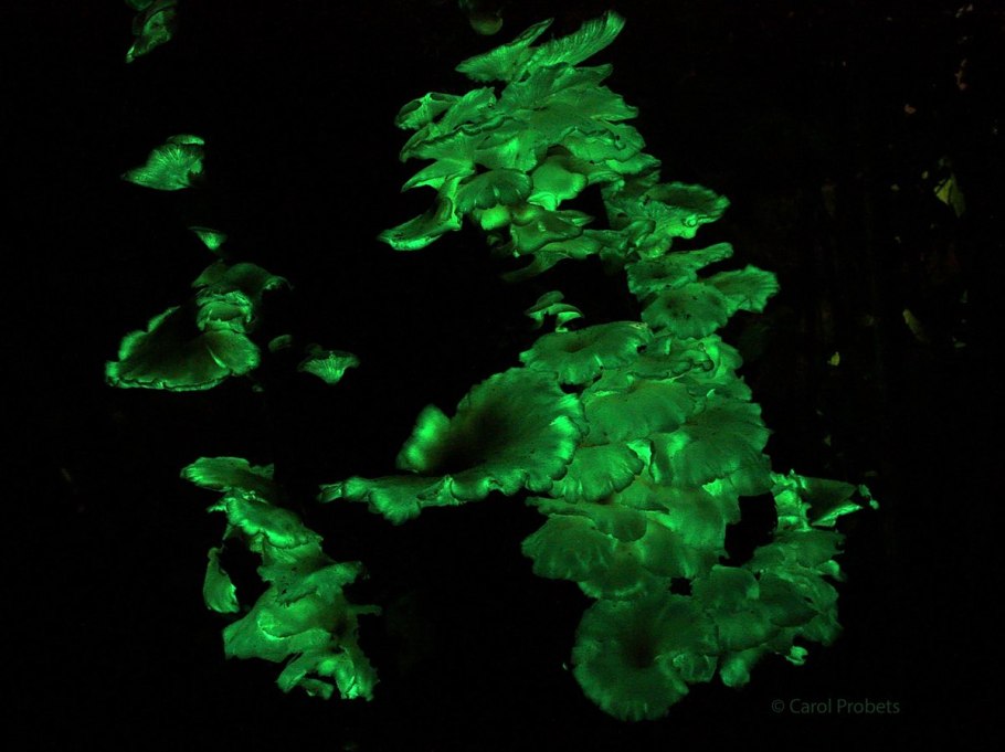 Гнилушка светится в темноте