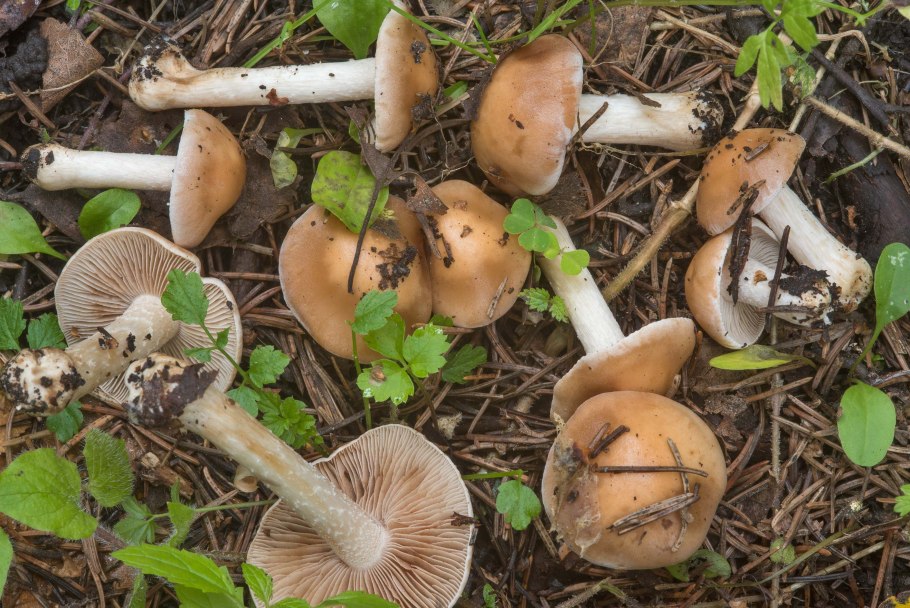 Гебелома горчичная Hebeloma sinapizans