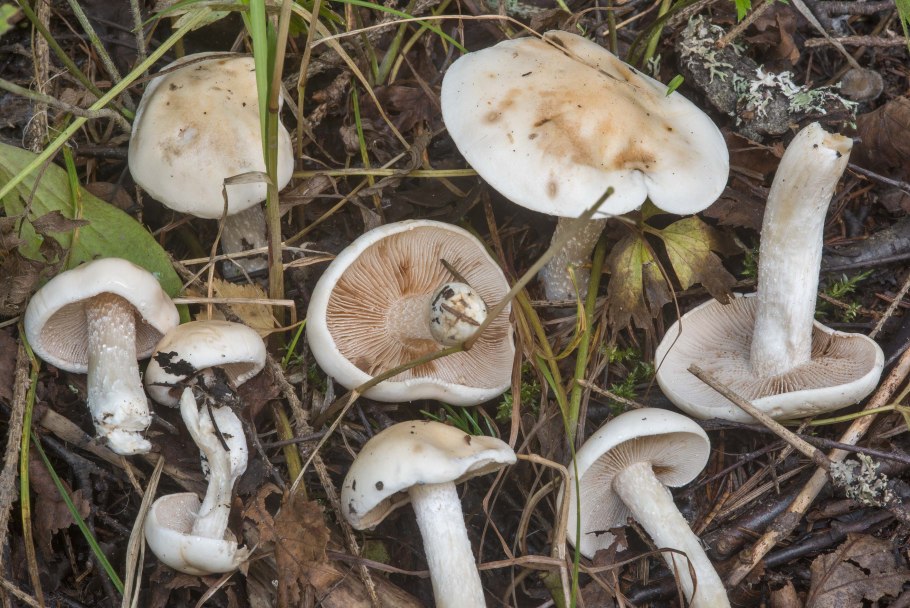 Hebeloma sacchariolens