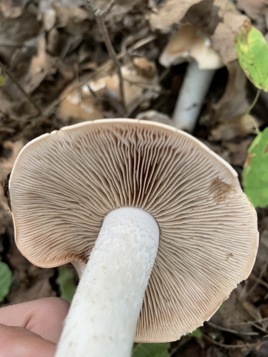 Гриб гебелома корневая