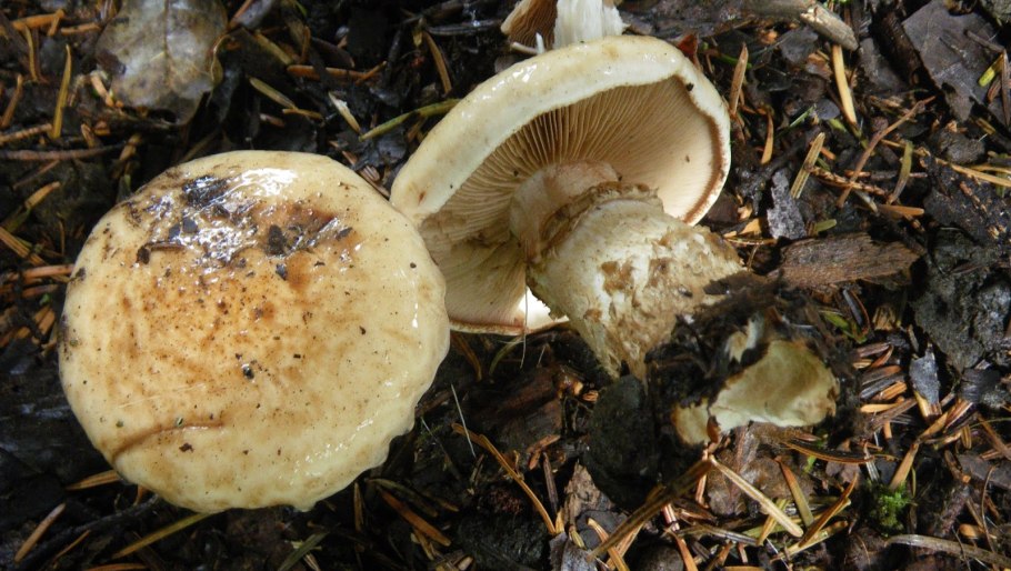 Hebeloma radicosum