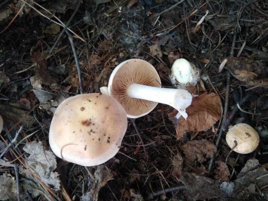 Гебелома клейкая Валуй ложный