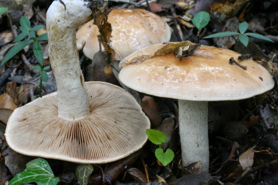 Hebeloma crustuliniforme