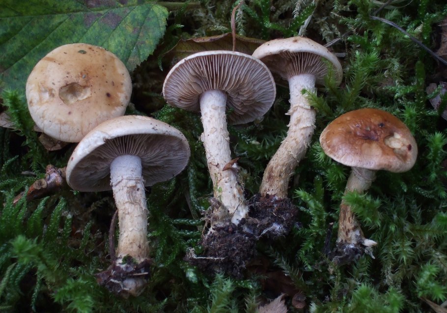 Гебелома корневидная