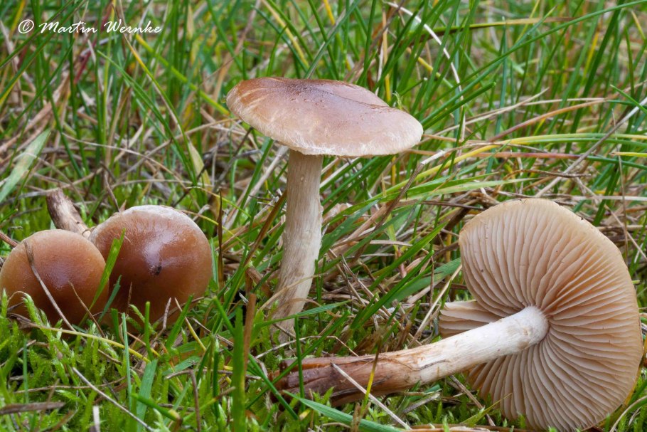 Гебелома Тополевая - Hebeloma populinum