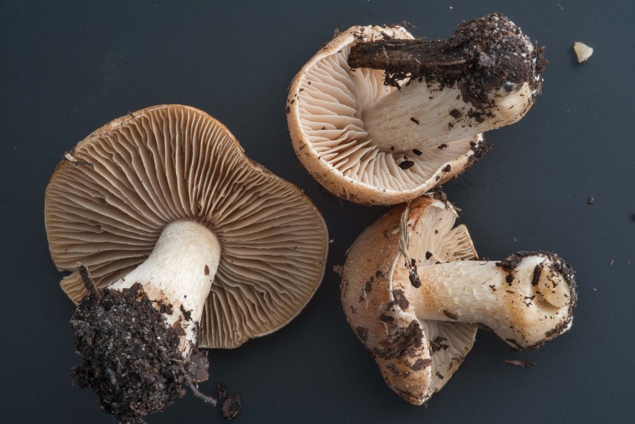 Гриб гебелома клейкая