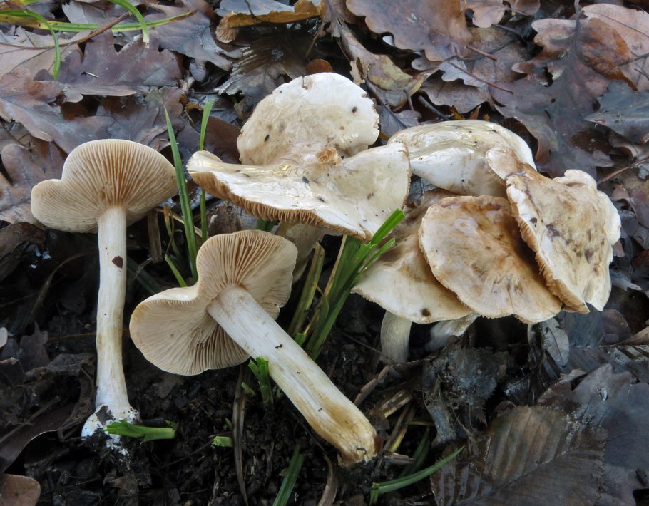 Гебелома Тополевая