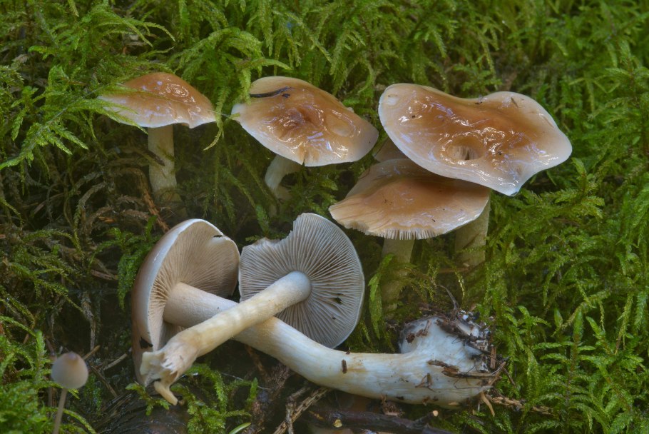 Hebeloma crustuliniforme