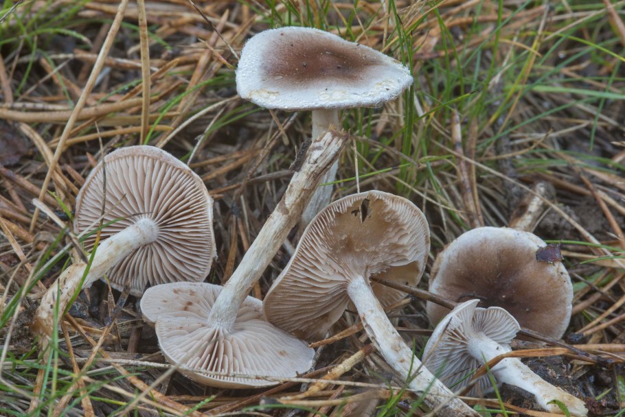 Гебелома Тополевая - Hebeloma populinum